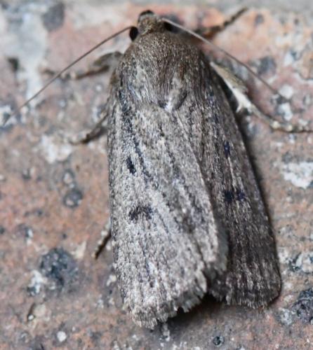 Réf. 290 232 : Amphipyra tragopoginis